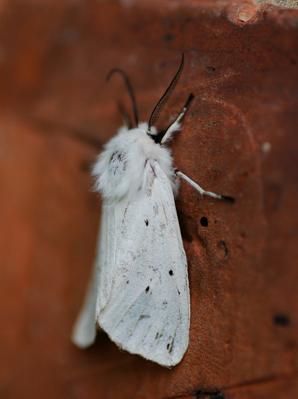  White Ermine Moth on the Wall