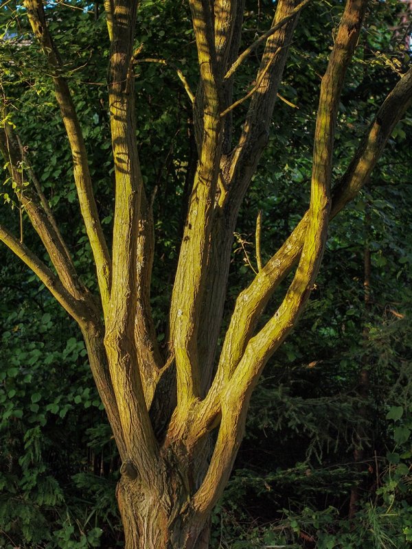 Evening Light