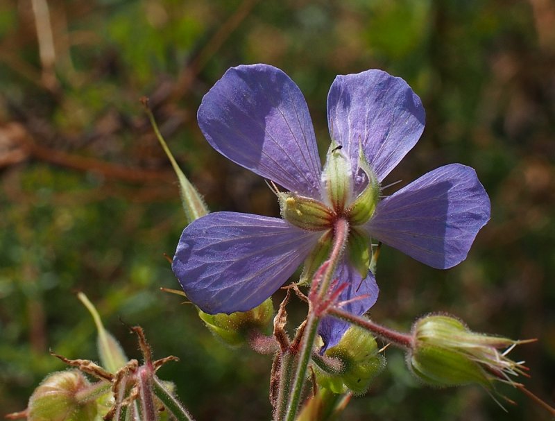 Meadow Cranesbill