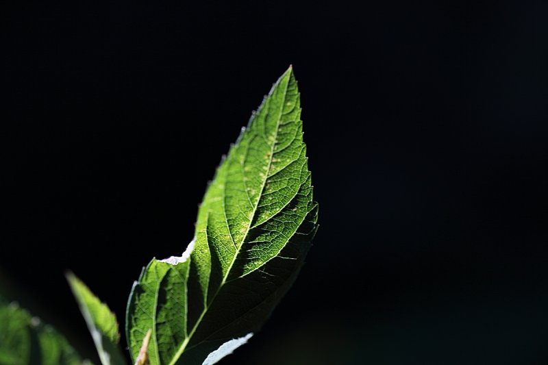 Green Light