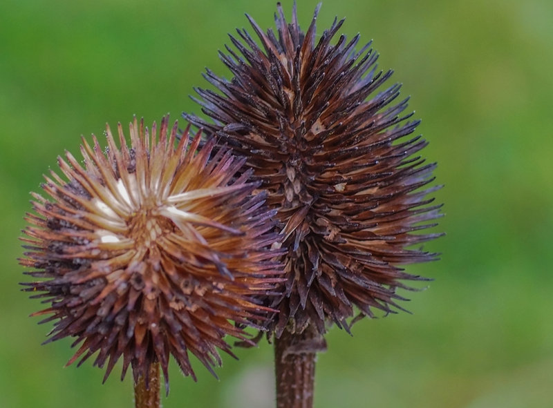 Cones  