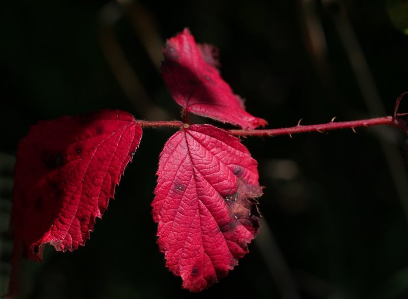 Blackberry Leaf