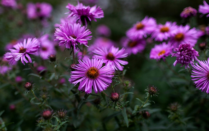 The Garden in September