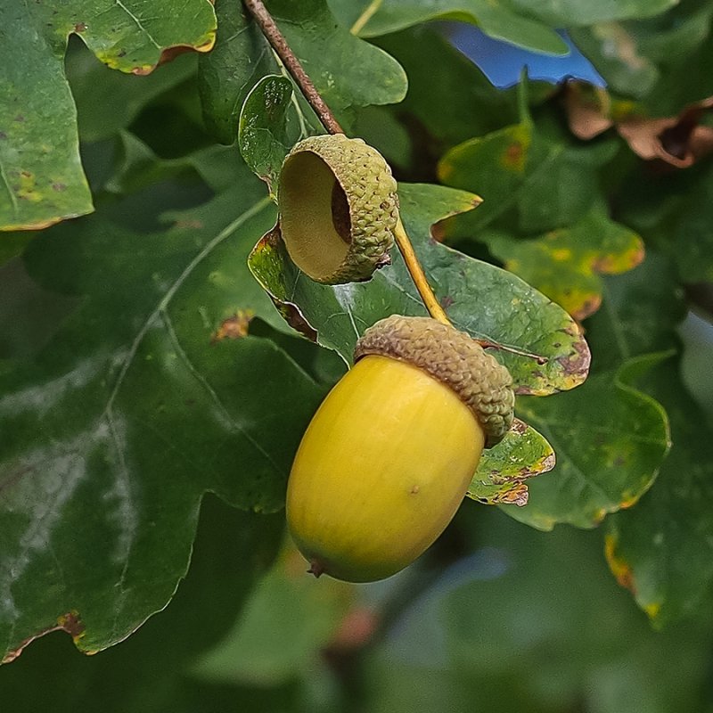 Acorns for the Birds