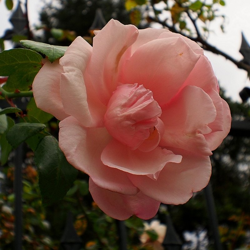 Some Roses are still in Bloom
