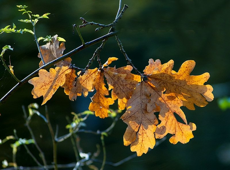 Oak Leaves in Golden Light