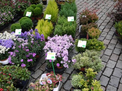 Market Flowers