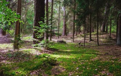 Early Autumn Forest