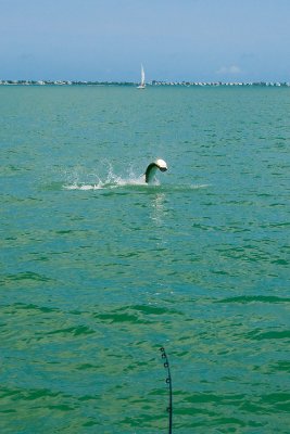 Sara's tarpon jumping 2 2009-05-24