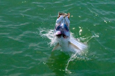 Sara's tarpon jumping 4 2009-05-24