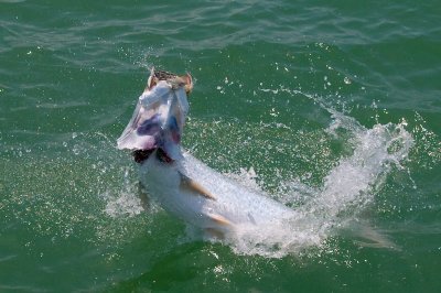 Sara's tarpon jumping 6 2009-05-24