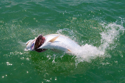 Sara's tarpon jumping 7 2009-05-24