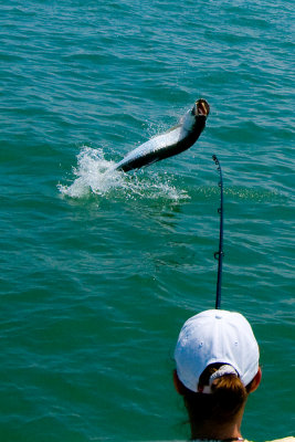 Sara's tarpon jumping 9 2009-05-24