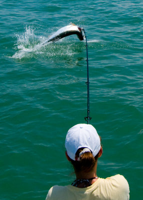 Sara's tarpon jumping 10 2009-05-24