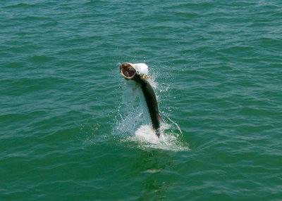 Duane's tarpon jumping 2009-05-24