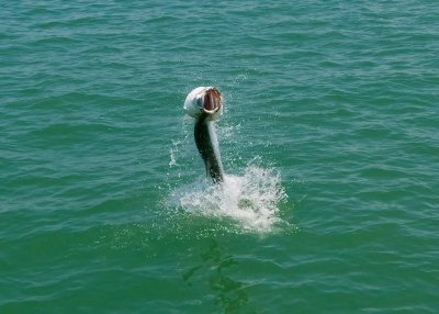 Duane's tarpon jumping 2 2009-05-24