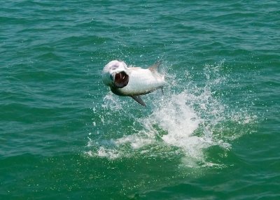 Duane's tarpon jumping 4 2009-05-24