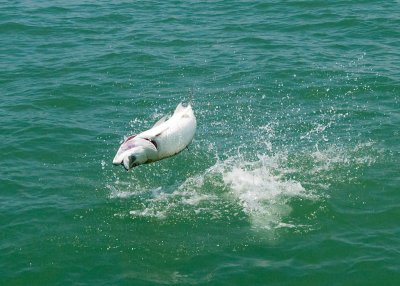 Duane's tarpon jumping 5 2009-05-24