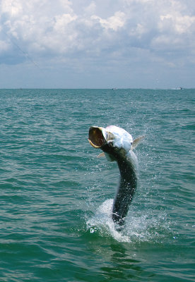 Mike's jumping tarpon 2009-05-24