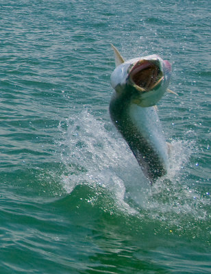 Mike's jumping tarpon 2 2009-05-24