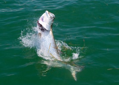 Harold's harbor tarpon jumping 2 2009-05-25