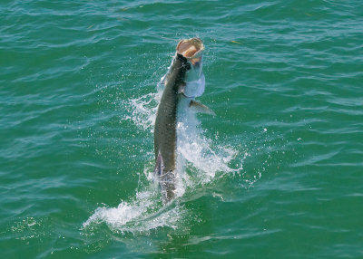 Harold's harbor tarpon jumping 8 2009-05-25