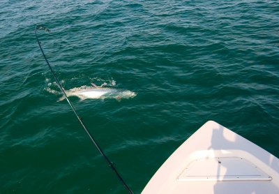 Dee's beach tarpon off bow 2009-05-25