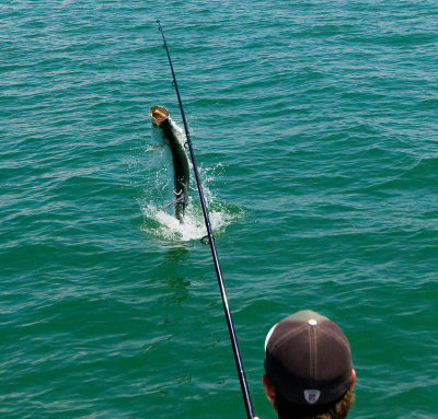 Harold jumping harbor tarpon 2 2009-05-25