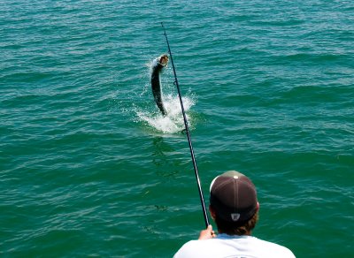 Harold jumping harbor tarpon 3 2009-05-25