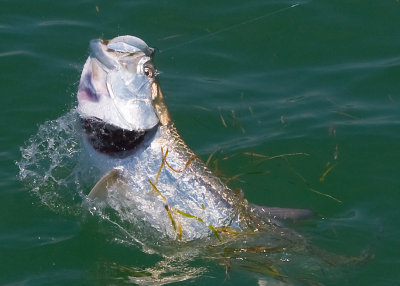Harold's harbor tarpon jumping 2009-05-25