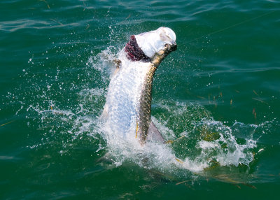 Harold's harbor tarpon jumping 3 2009-05-25