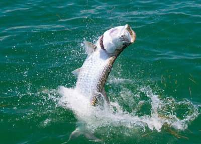 Harold's harbor tarpon jumping 4 2009-05-25