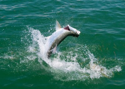 Harold's harbor tarpon jumping 5 2009-05-25