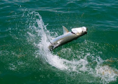 Harold's harbor tarpon jumping 6 2009-05-25