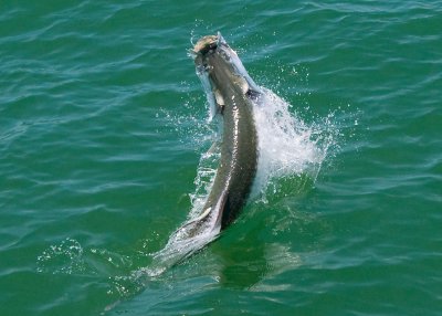 Harold's harbor tarpon jumping 7 2009-05-25