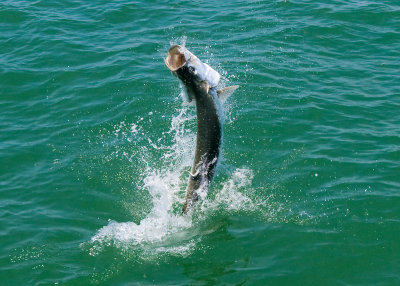 Harold's harbor tarpon jumping 9 2009-05-25