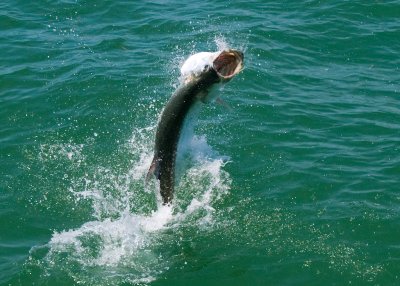 Harold's harbor tarpon jumping 10 2009-05-25