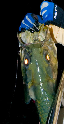 DSC_6185.jpg
