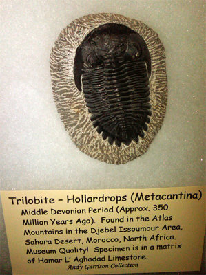 trilobite.jpg
