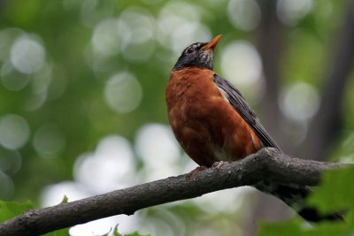 Baby robin in nest