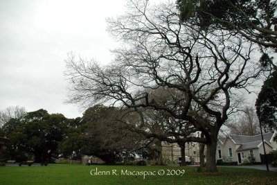 Albert Park