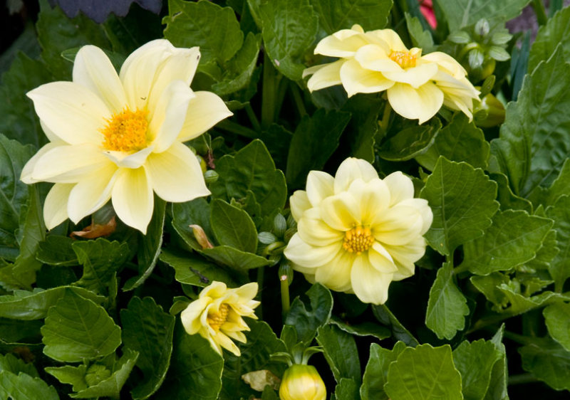 Garden flowers