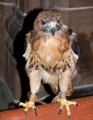 Hawk in the Cathedral. 20 September 2008
