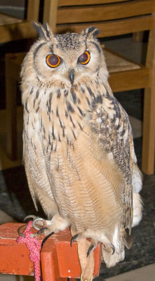Eagle Owl in the Cathedral