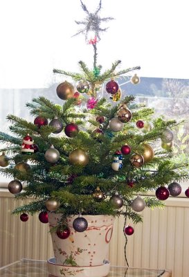 Christmas tree 2008
