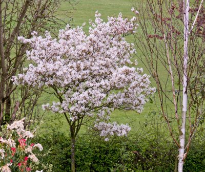 Amelanchier blossom in the garden 10 April 2009