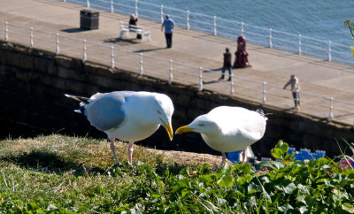 Sandsend April/May 2009