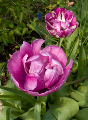 Tulips April 2009