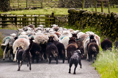 Sheep being chased back by the sheep dogs