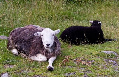 Duddon Valley sheep